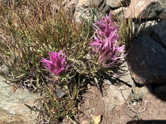 Hayden's Indian paintbrush (Castilleja haydenii)