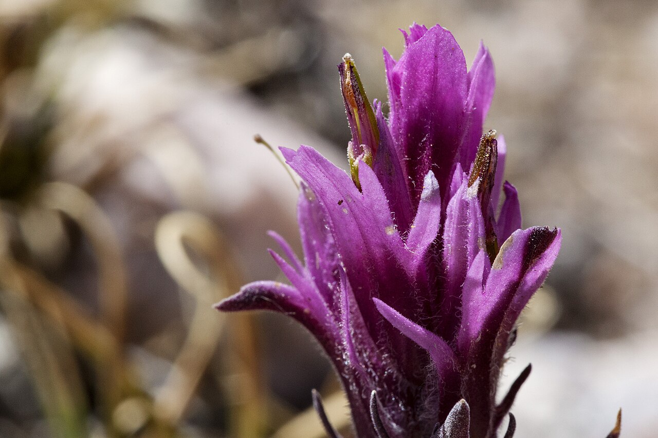 Hayden's Indian paintbrush: Castilleja haydenii in the Sangre de Cristo Mountains, south of Big Costilla Peak above Santistevan Creek, 36.8928 -105.3306, Taos County, New Mexico, 10 Jul 20