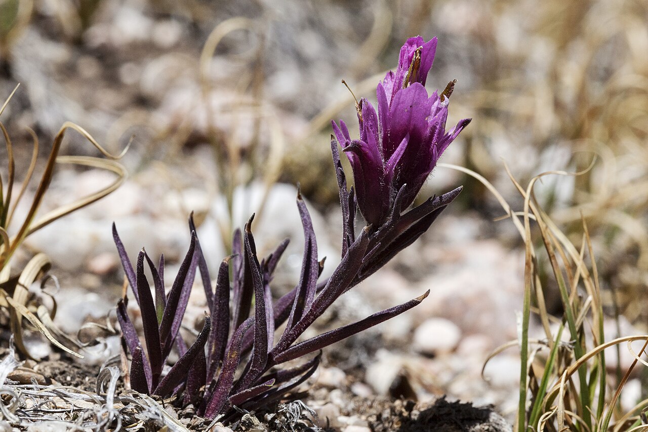 Hayden's Indian paintbrush: Castilleja haydenii in the Sangre de Cristo Mountains, south of Big Costilla Peak above Santistevan Creek, 36.8928 -105.3306, Taos County, New Mexico, 10 Jul 20