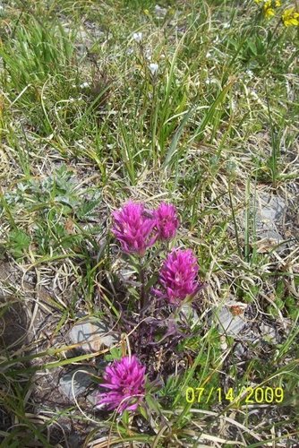 Hayden's Indian paintbrush (Castilleja haydenii)