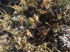 Hayden's Indian paintbrush (Castilleja haydenii)