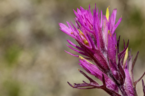 Hayden's Indian paintbrush (Castilleja haydenii)