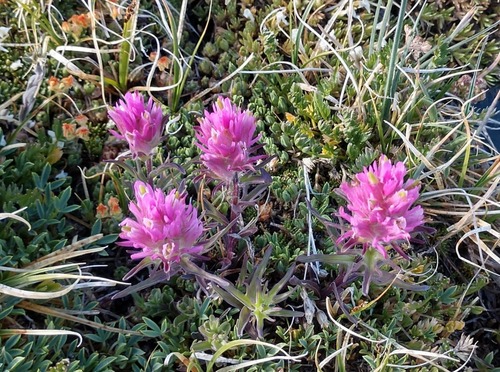 Hayden's Indian paintbrush (Castilleja haydenii)
