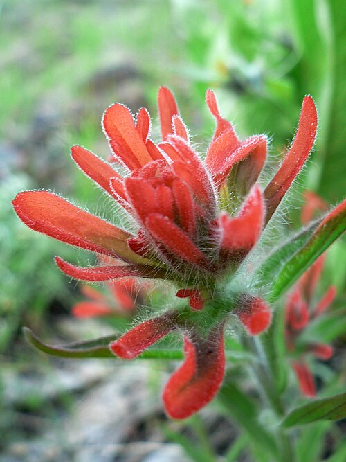 Harsh Indian paintbrush: Indian Paintbrush