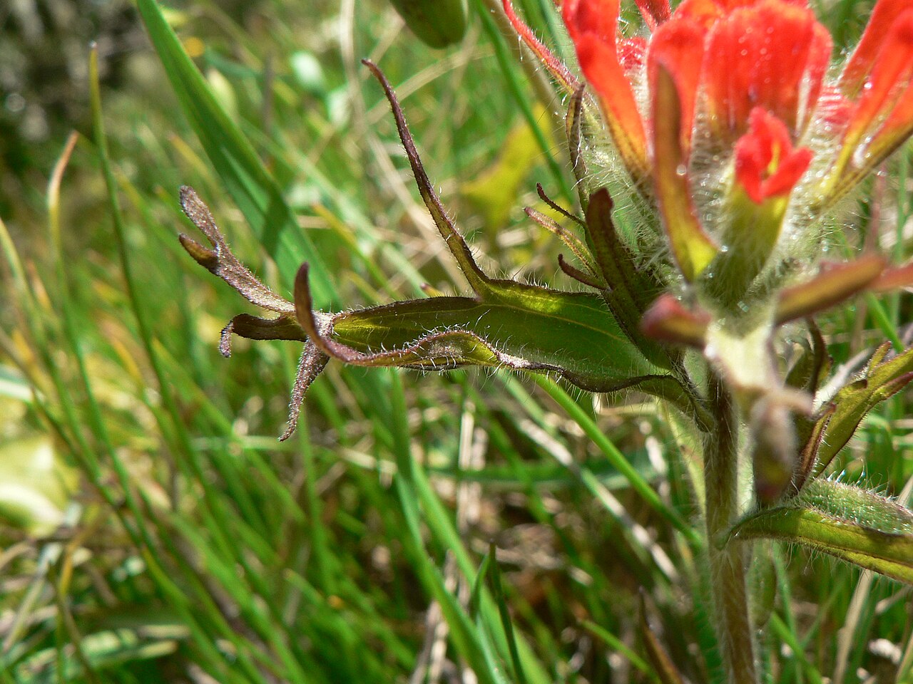 Harsh Indian paintbrush: Harsh Paintbrush