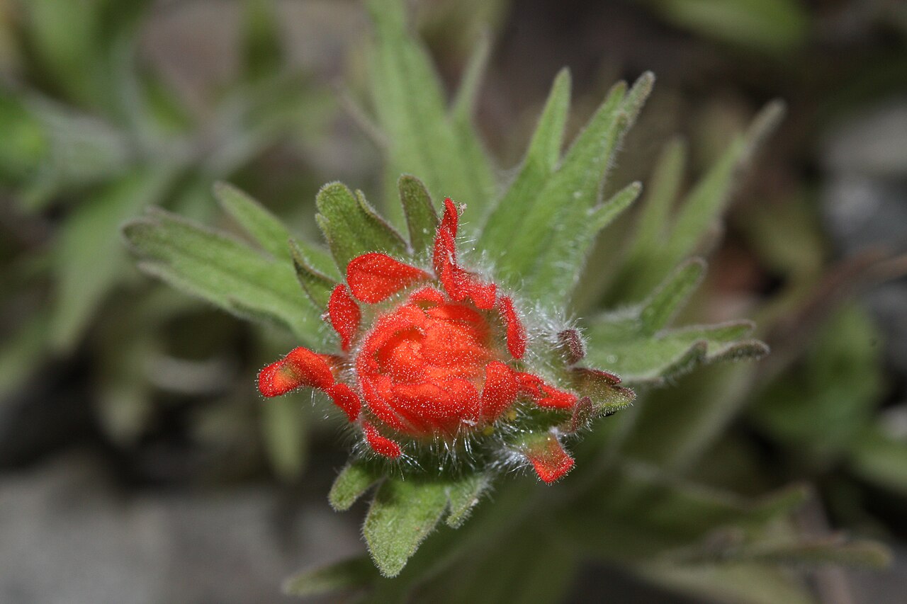 Harsh Indian paintbrush: Harsh Indian Paintbrush