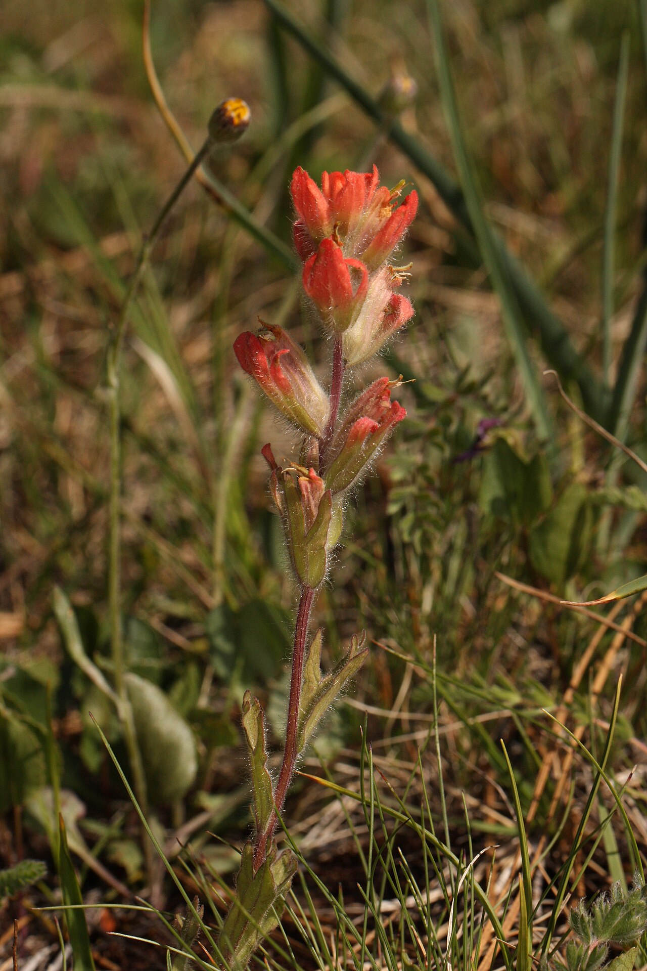 Harsh Indian paintbrush: Short-lobed Paintbrush Viewpoint location: Little Falls Trail, T. J. Howell Botanical Drive Viewpoint elevation: 398 meter (1307 ft) Location source: Garmin GPS