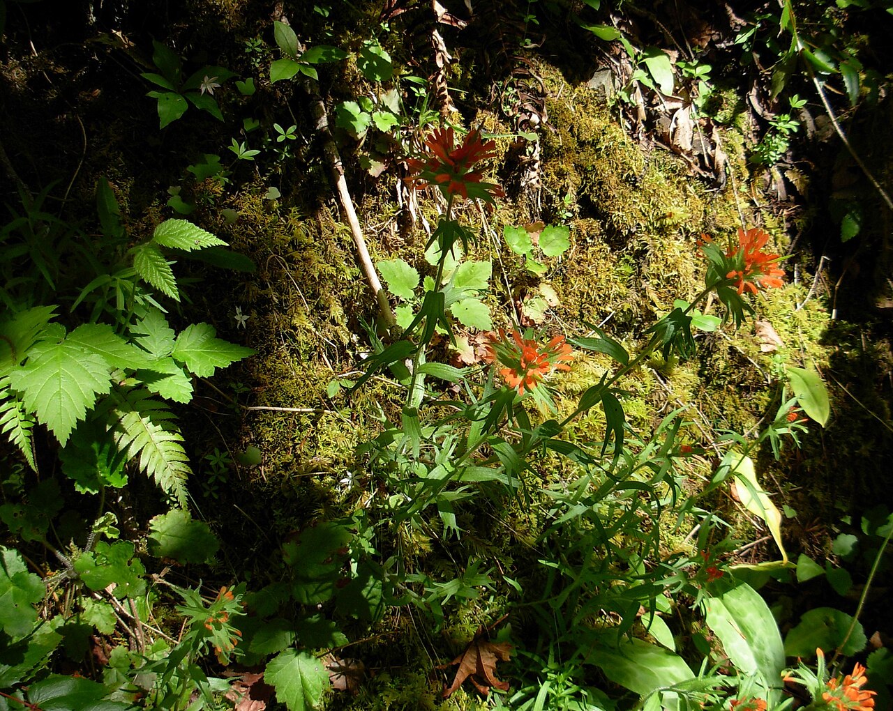 Harsh Indian paintbrush: Castilleja hispida var. hispida plants.usda.gov/java/profile?symbol=CAHIH2 i060108 298