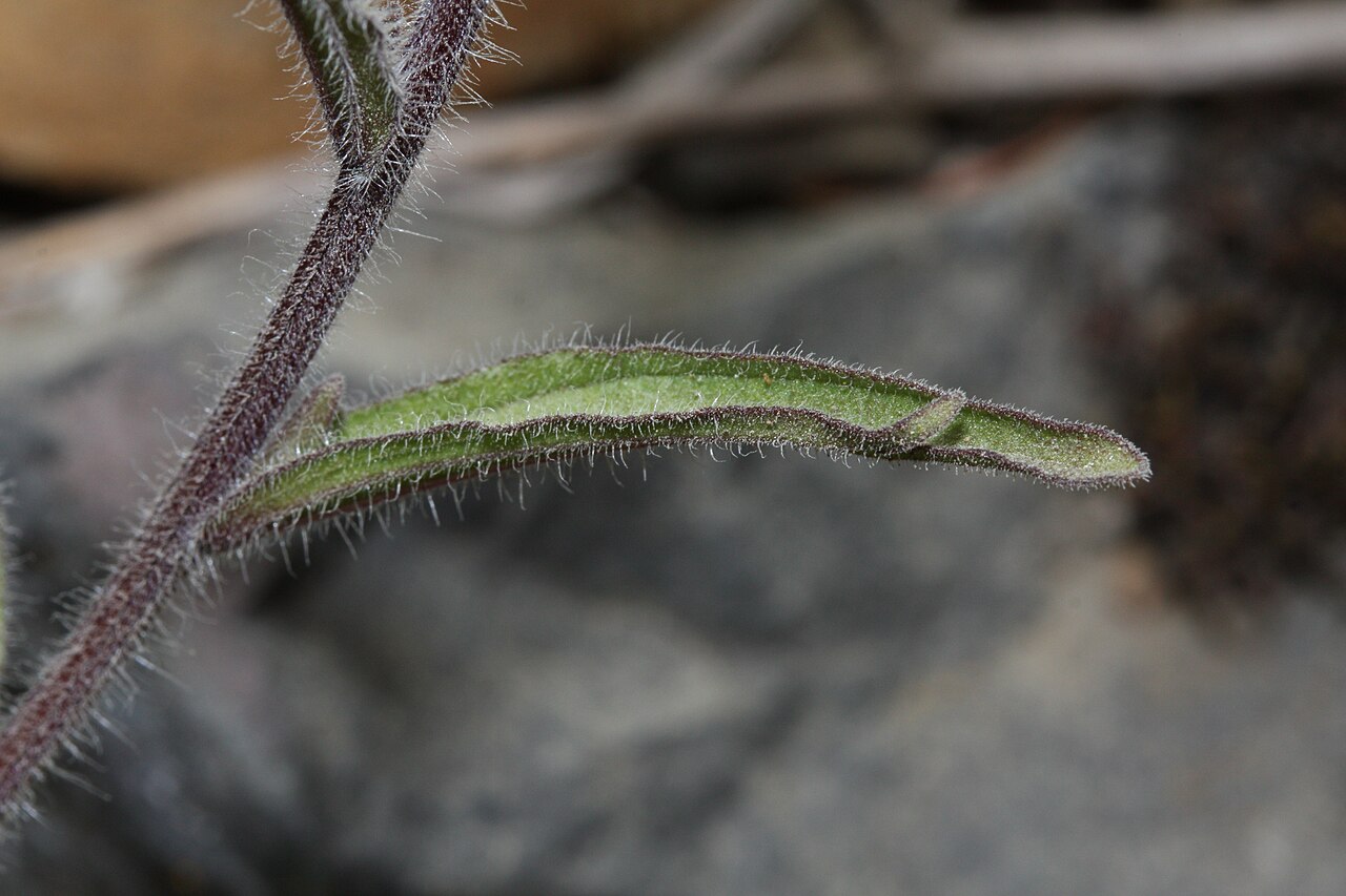 Harsh Indian paintbrush: Harsh Indian Paintbrush