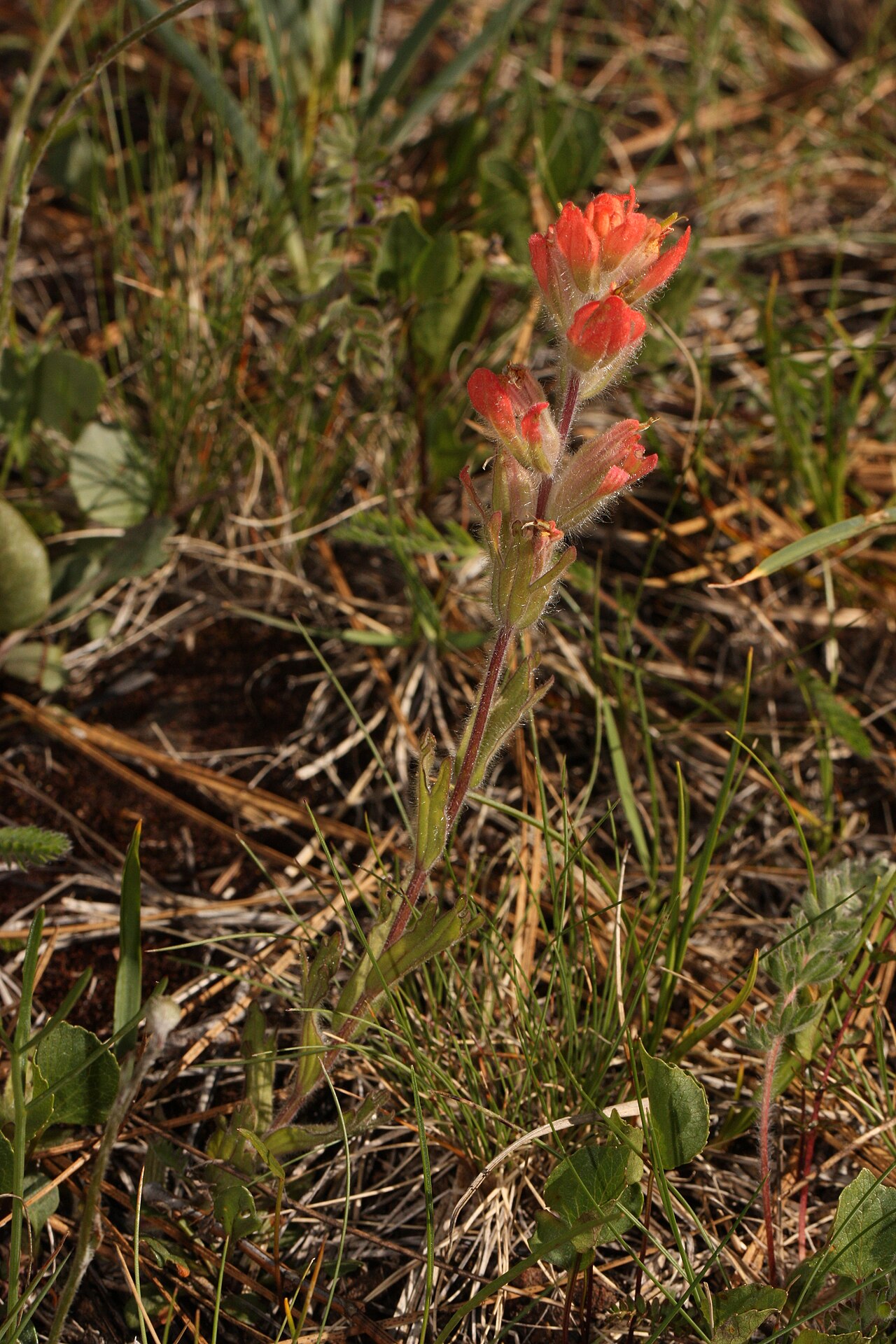 Harsh Indian paintbrush: Shortlobe Paintbrush Viewpoint location: Little Falls Trail, T. J. Howell Botanical Drive Viewpoint elevation: 399 meter (1308 ft) Location source: Garmin GPSma