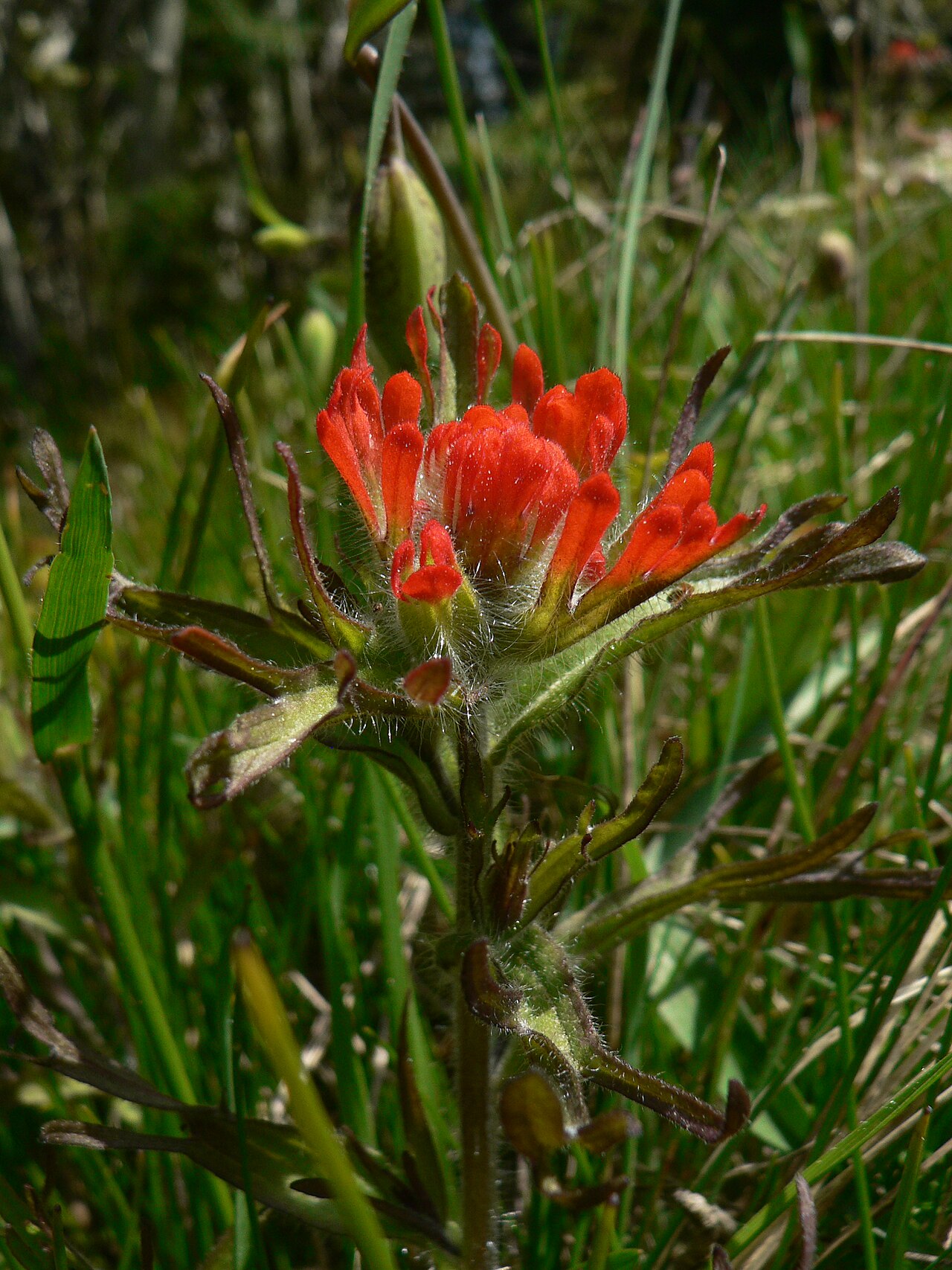 Harsh Indian paintbrush: Harsh Paintbrush