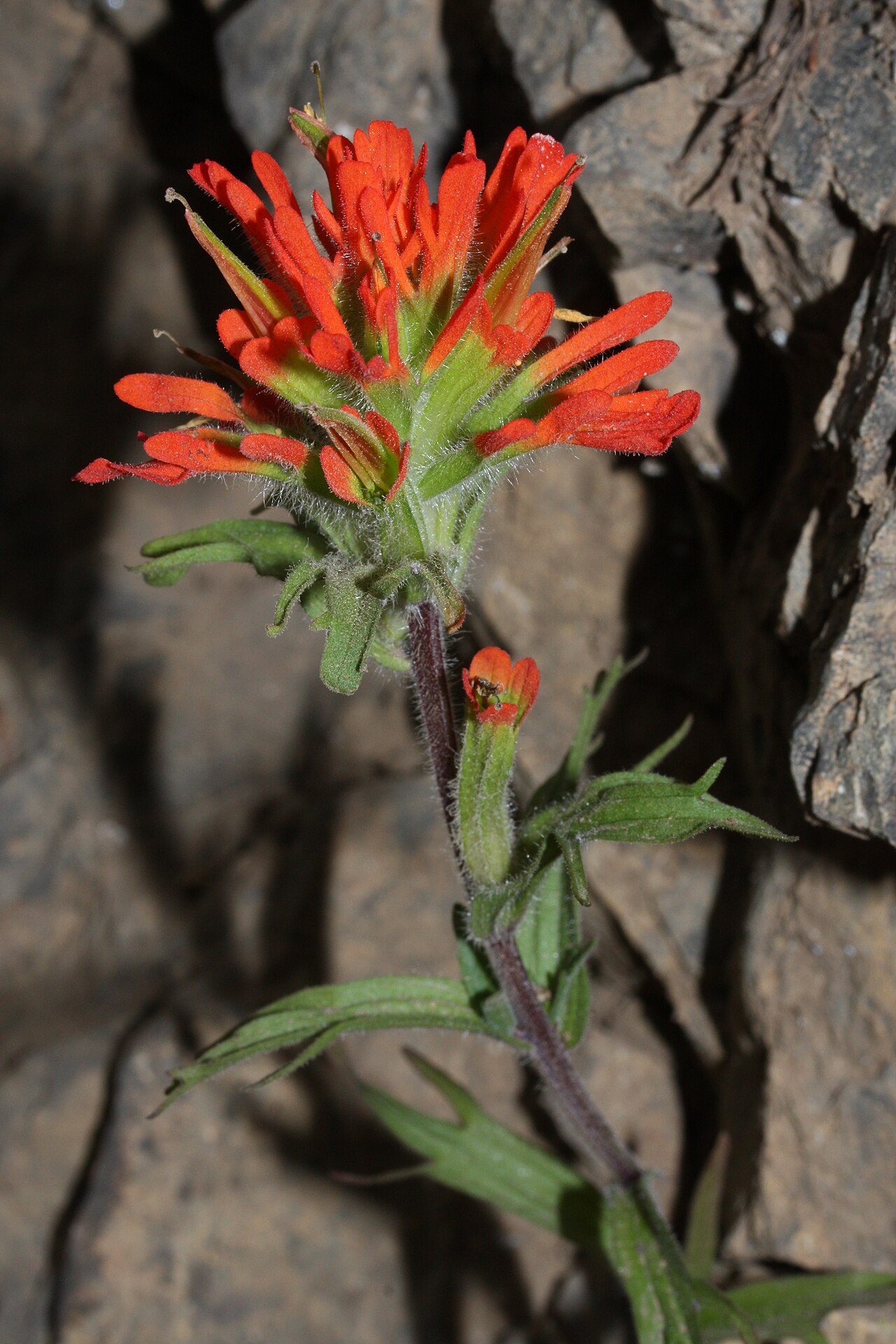Harsh Indian paintbrush: Harsh Indian Paintbrush