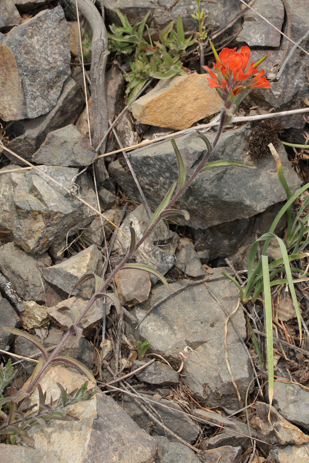 Harsh Indian paintbrush: Harsh Indian Paintbrush