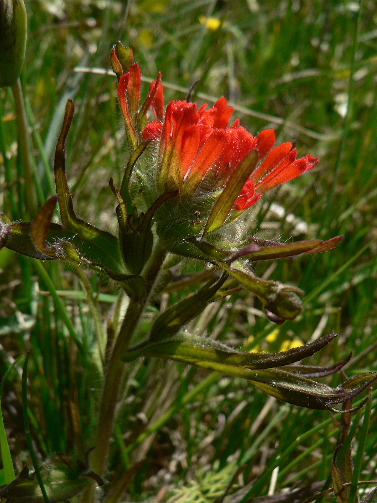 Harsh Indian paintbrush: Harsh Paintbrush