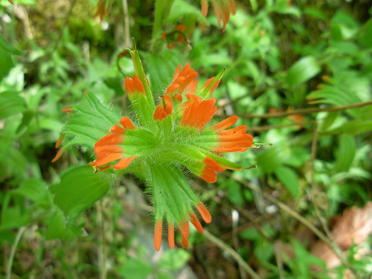 Harsh Indian paintbrush: Castilleja hispida var. hispida plants.usda.gov/java/profile?symbol=CAHIH2 i060108 300