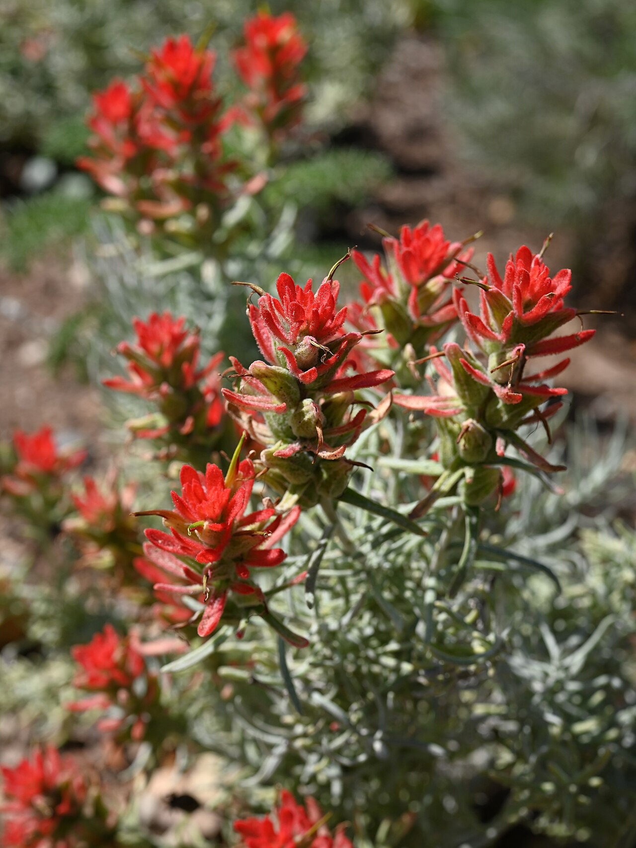 Castilleja hololeuca: Castilleja hololeuca in the Santa Barbara Botanic Garden, California