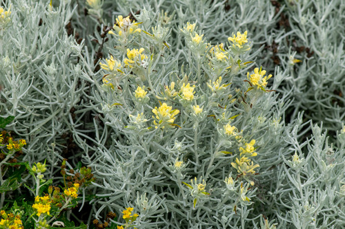 Castilleja hololeuca (Castilleja hololeuca)