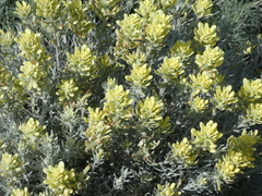 Castilleja hololeuca (Castilleja hololeuca)