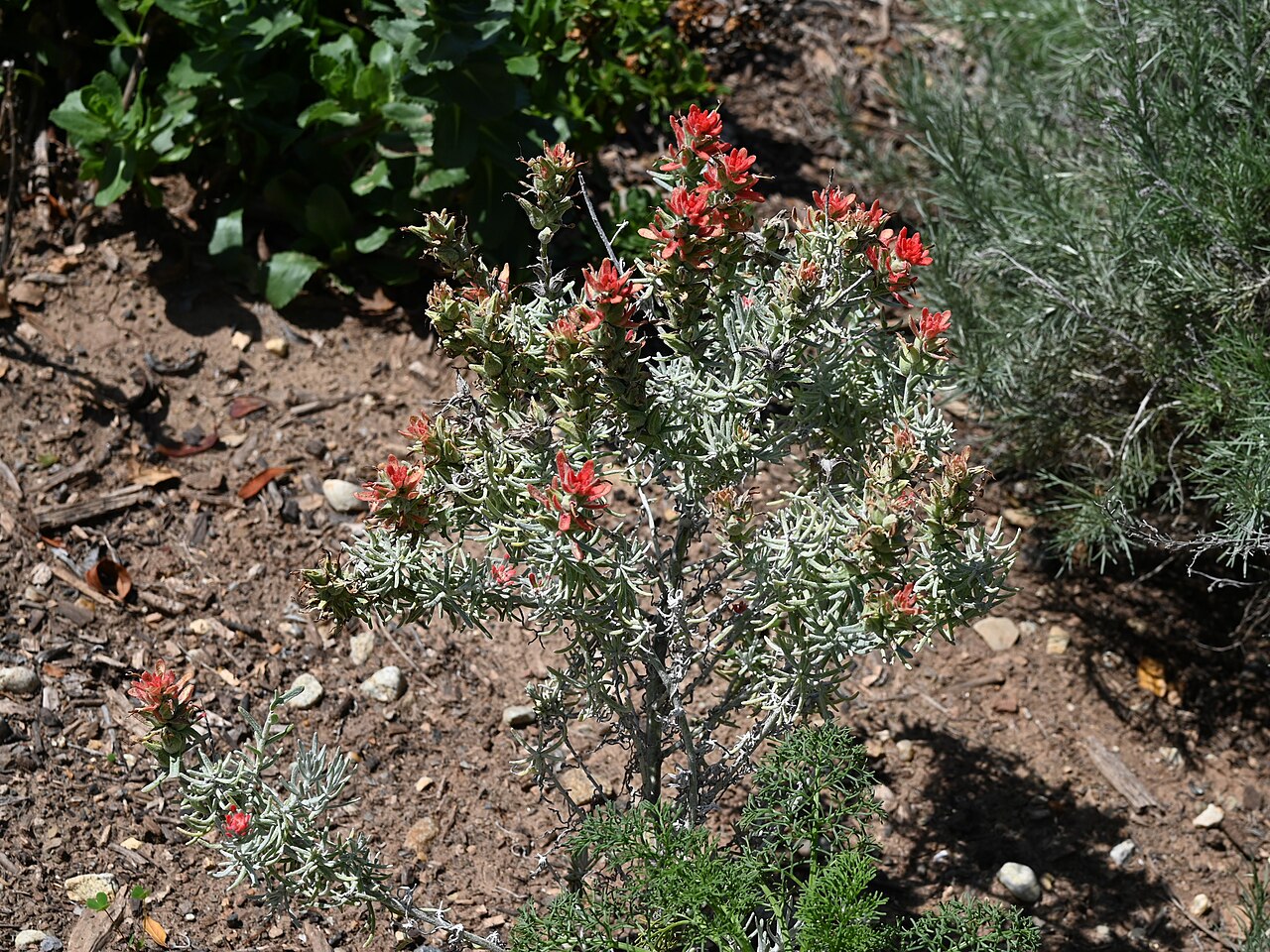 Castilleja hololeuca: Castilleja hololeuca in the Santa Barbara Botanic Garden, California