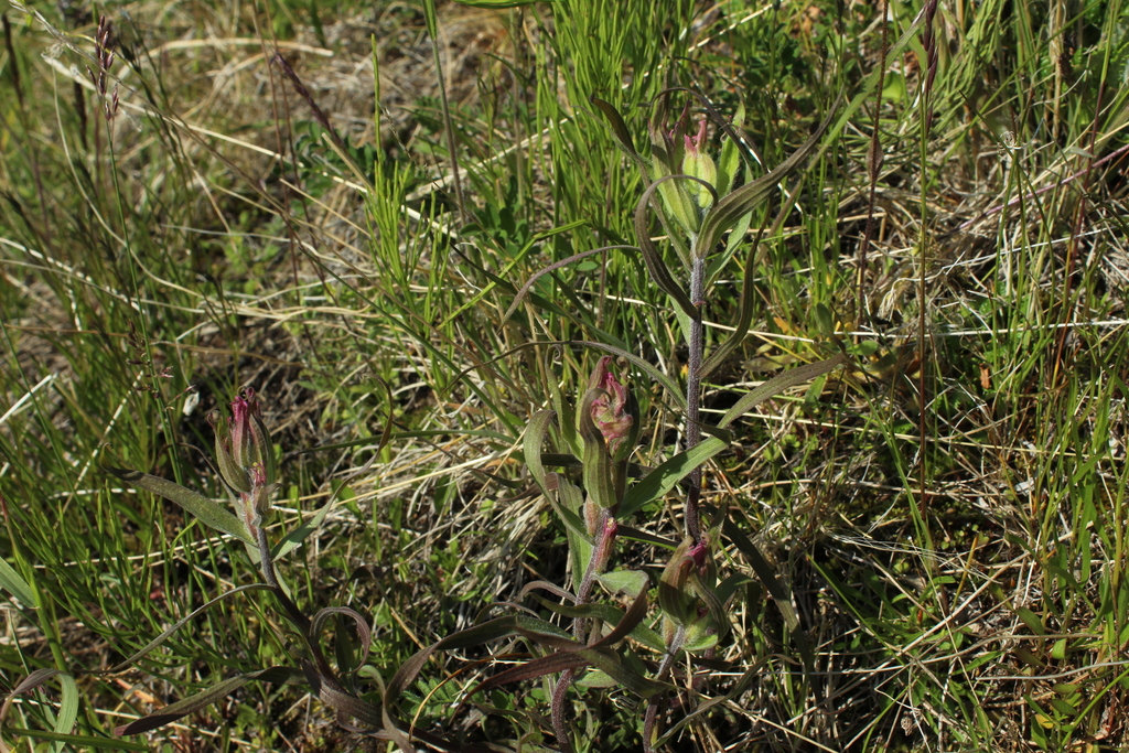 Castilleja hyparctica (Castilleja hyparctica)