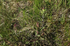 Castilleja hyparctica (Castilleja hyparctica)