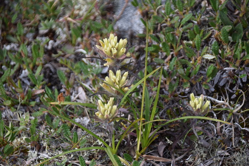 Northern Indian paintbrush (Castilleja hyperborea)
