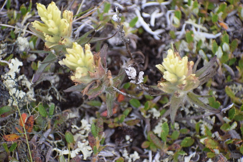 Northern Indian paintbrush (Castilleja hyperborea)
