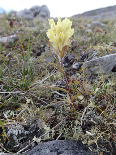Northern Indian paintbrush (Castilleja hyperborea)