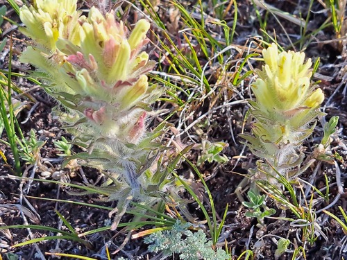 Northern Indian paintbrush (Castilleja hyperborea)