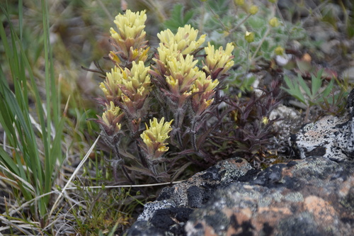 Northern Indian paintbrush (Castilleja hyperborea)