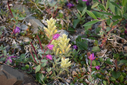 Northern Indian paintbrush (Castilleja hyperborea)