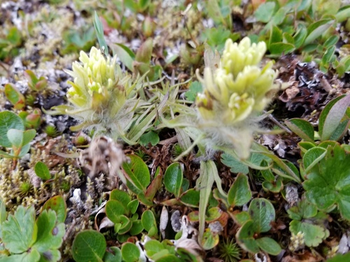 Northern Indian paintbrush (Castilleja hyperborea)