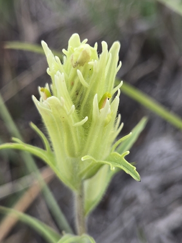 Northern Indian paintbrush (Castilleja hyperborea)