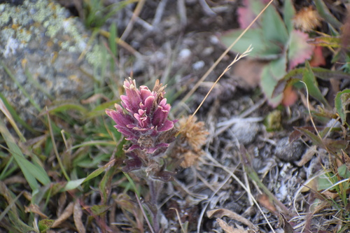 Northern Indian paintbrush (Castilleja hyperborea)