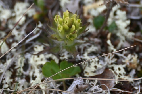 Northern Indian paintbrush (Castilleja hyperborea)