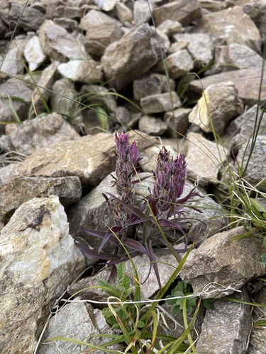 Northern Indian paintbrush (Castilleja hyperborea)