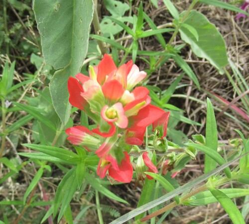 Entireleaf Indian paintbrush (Castilleja indivisa)