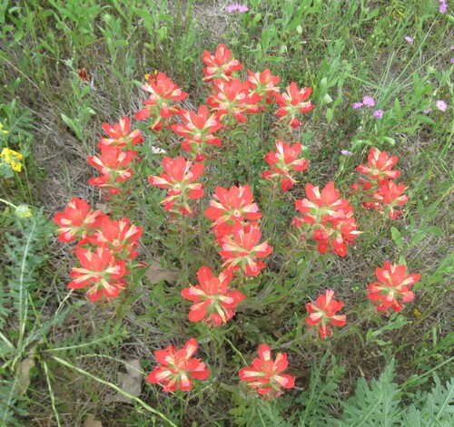 Entireleaf Indian paintbrush (Castilleja indivisa)