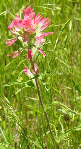 Entireleaf Indian paintbrush (Castilleja indivisa)