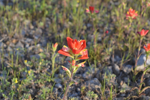 Entireleaf Indian paintbrush (Castilleja indivisa)