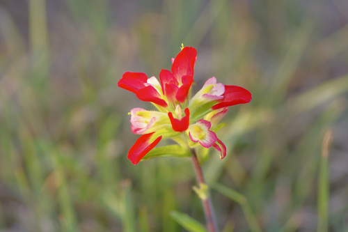 Entireleaf Indian paintbrush (Castilleja indivisa)