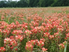 Entireleaf Indian paintbrush (Castilleja indivisa)