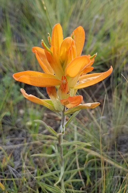 Wholeleaf Indian paintbrush: Castilleja integra flower, lighter color form, Lost Creek Wilderness Park County, Colorado, US