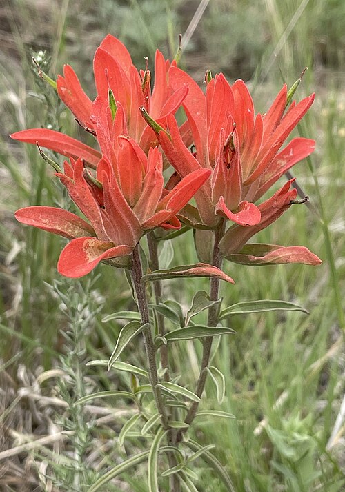 Wholeleaf Indian paintbrush: Castilleja integra flowering stem in Coconino National Forest, Arizona, USA