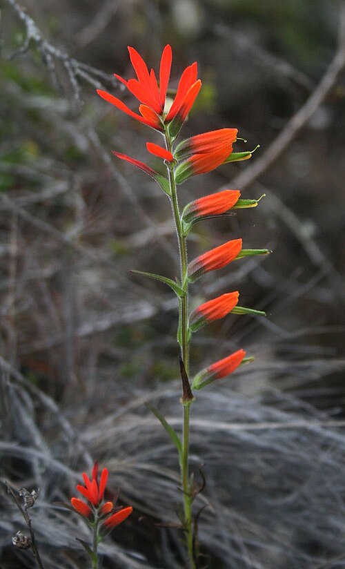 Castilleja integrifolia: Castilleja integrifolia var. integrifolia , Sommerwurzgewächse (Orobanchaceae) – Kolumbien/Colombia: Dpto. Cundinamarca, Parque Nacional Natural Chingaza, Sende