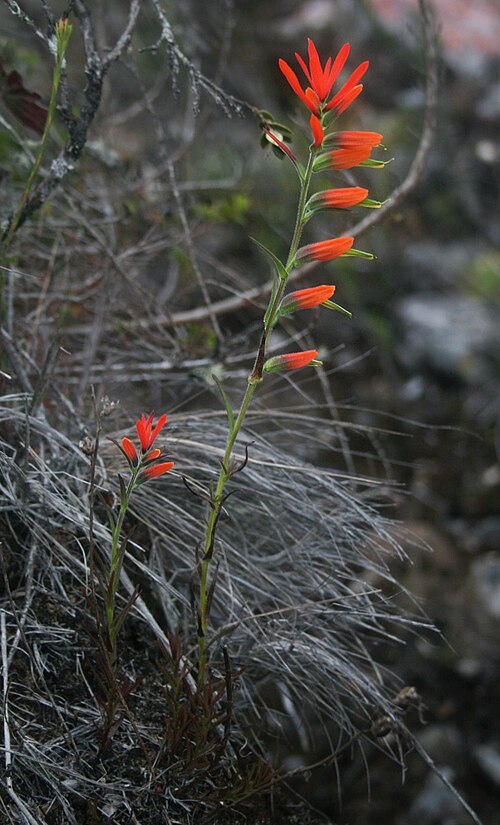 Castilleja integrifolia: Castilleja integrifolia var. integrifolia , Sommerwurzgewächse (Orobanchaceae) – Kolumbien/Colombia: Dpto. Cundinamarca, Parque Nacional Natural Chingaza, Sende