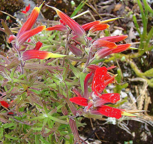 Castilleja irasuensis: Native to the mountains of Costa Rica and Western Panama. Photo from Volcan Baru, Panama. In context at www.dixpix.ca/meso_america/Flora/mints/index.html