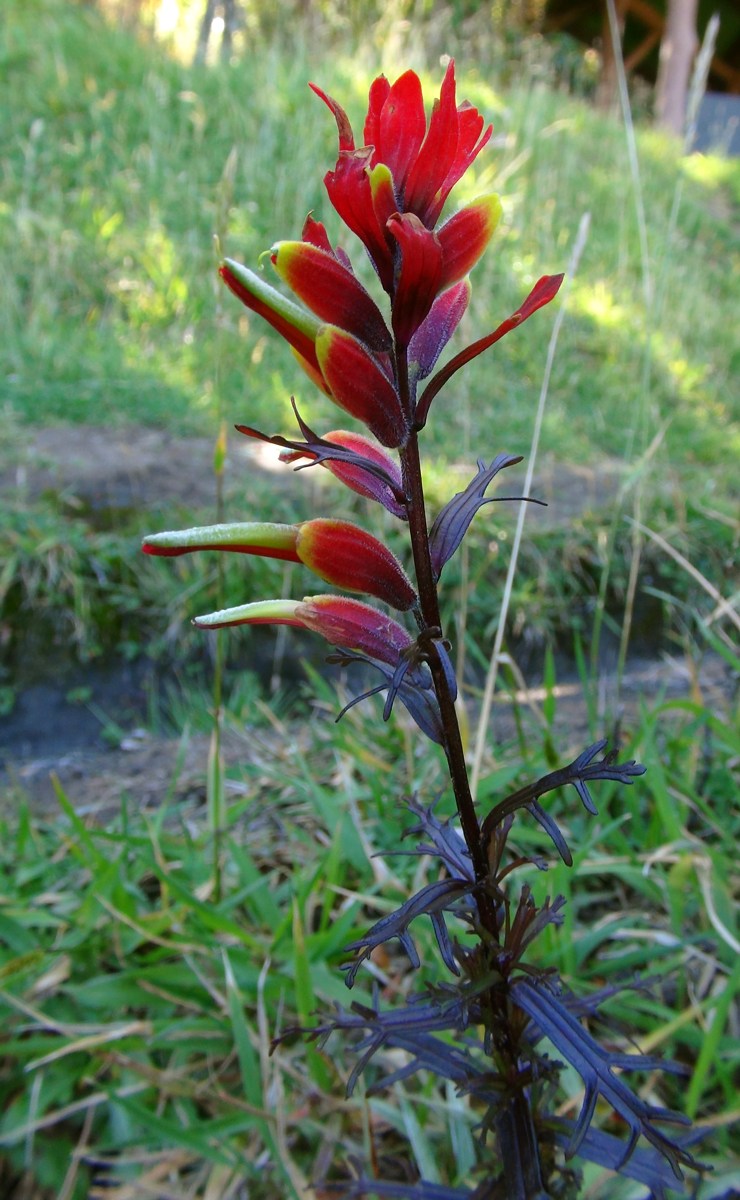 Castilleja irasuensis: Castilleja irasuensis flowers and leaves. Costa Rica, Irazu National Park, ca. 3400 m above sea level.