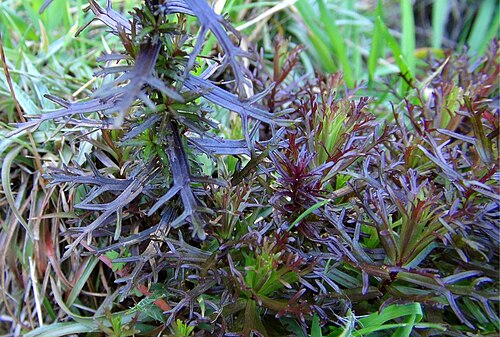 Castilleja irasuensis: Castilleja irasuensis , leaves. Costa Rica, Irazu National Park, ca. 3400 m above sea level.