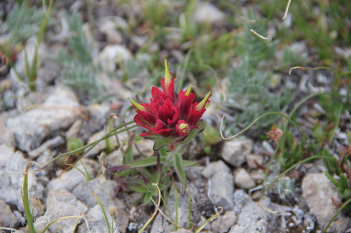 Kerry's Indian paintbrush (Castilleja kerryana)